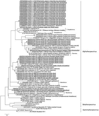 Detection of Herpesviruses in Wild Bird Casualties in Slovenia